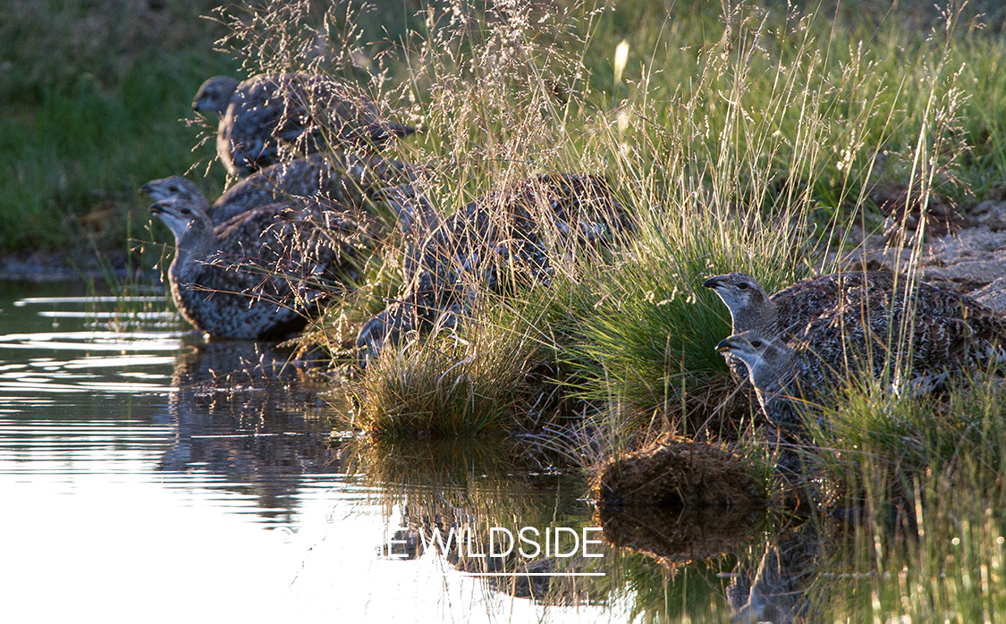 Sage grouse drinking at stream.