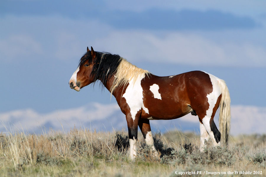 WIld Horse in habitat.