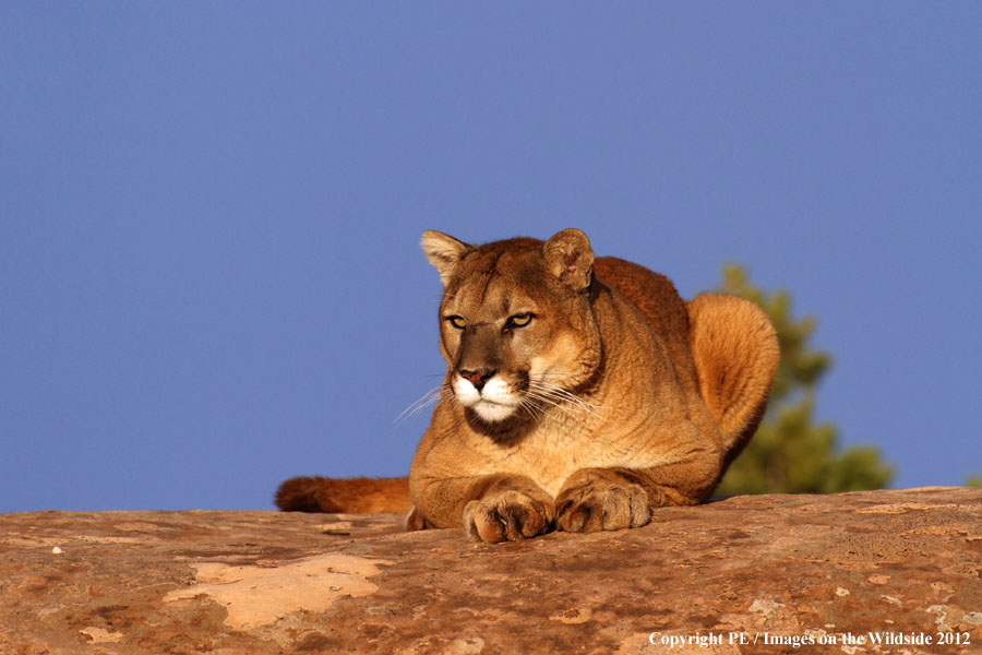 Mountain Lion in habitat.