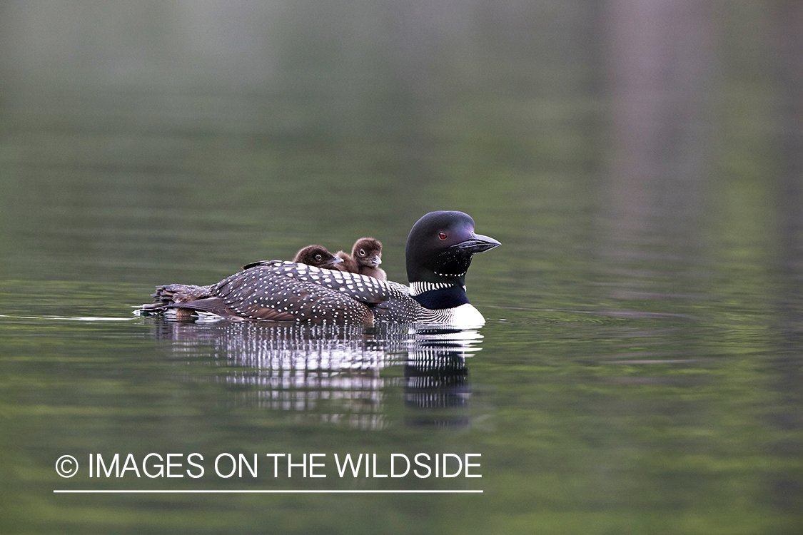 Loon carrying her chicks.