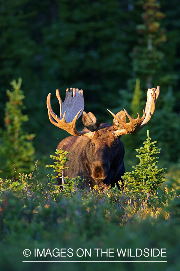 Shiras Moose in habitat.