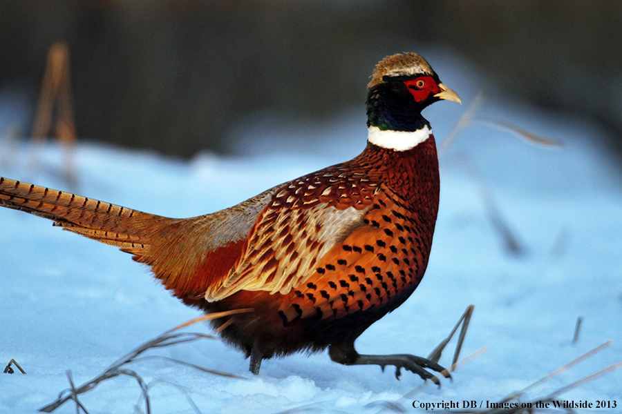 Ring-necked pheasant in field.