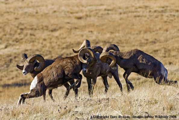 Rocky Mountain Bighorn Sheep