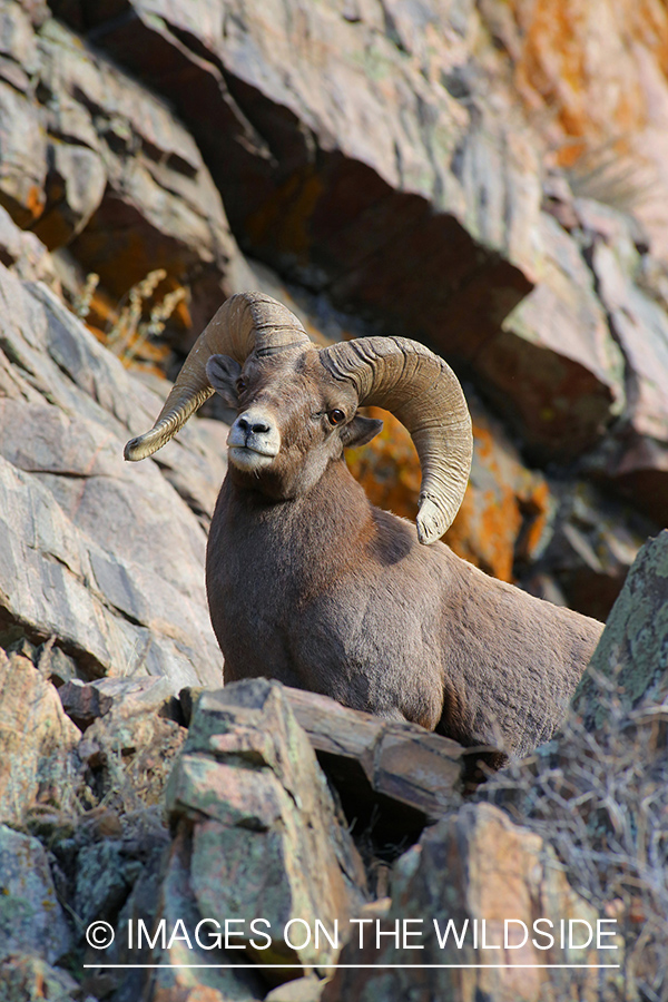 Rocky mountain bighorn sheep ram in habitat.