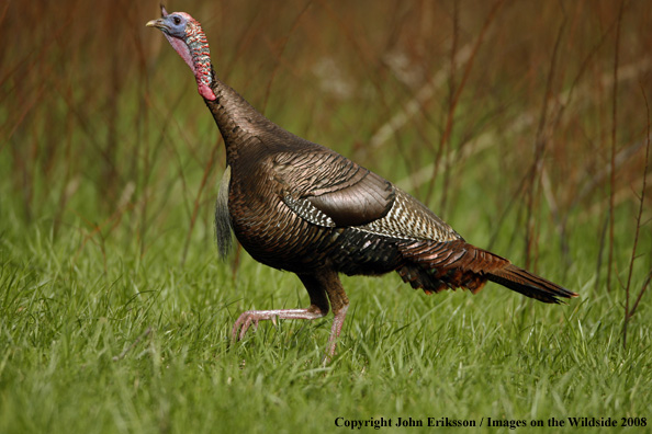 Eastern Wild Turkey