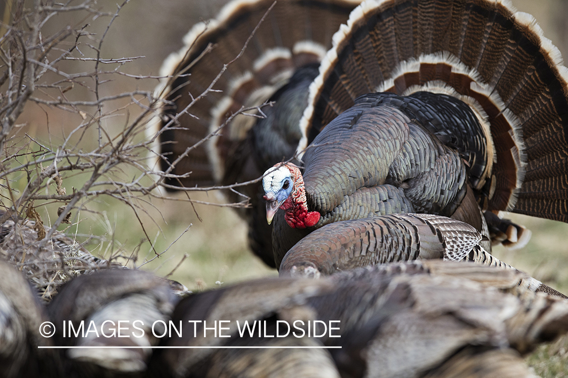 Eastern Wild Turkeys in habitat.