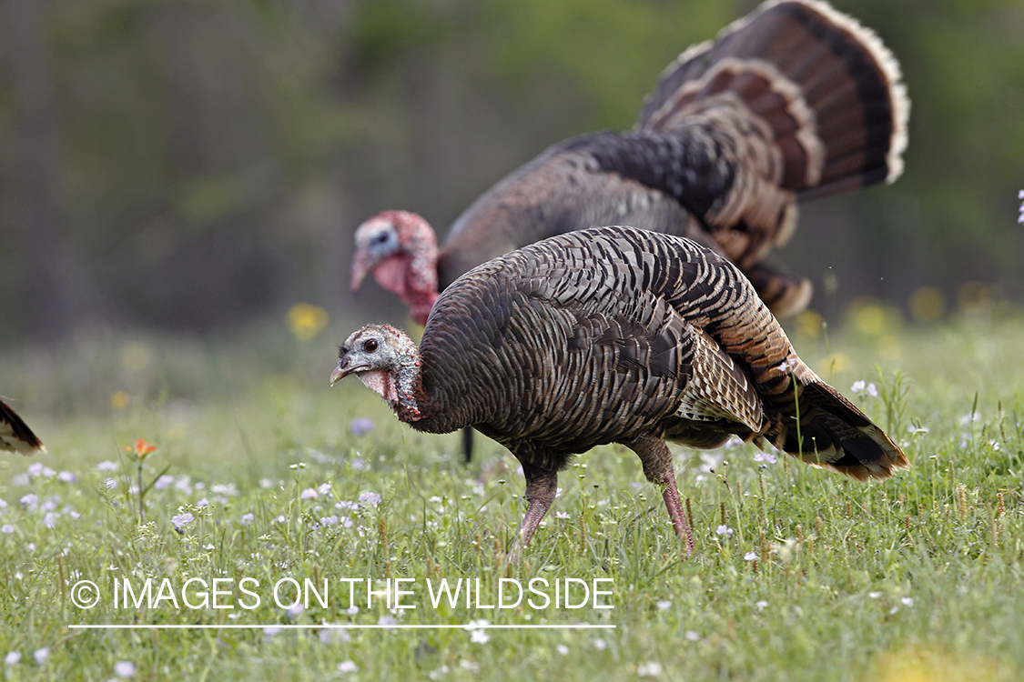 Rio grande turkey gobbler attending hen during spring. 