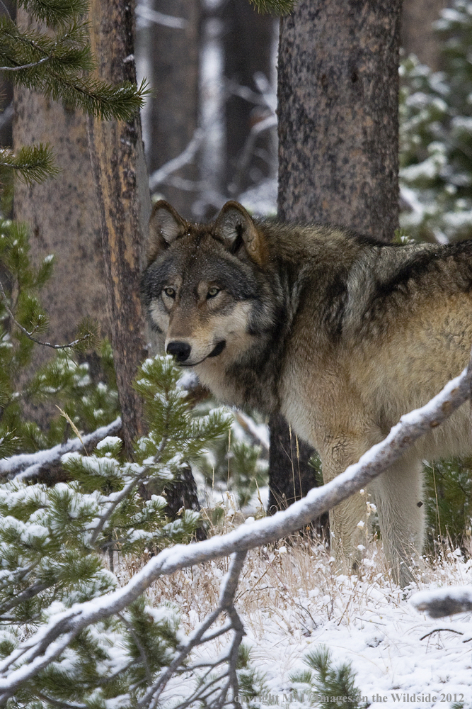 Wolf (wild) in Yellowstone National Park