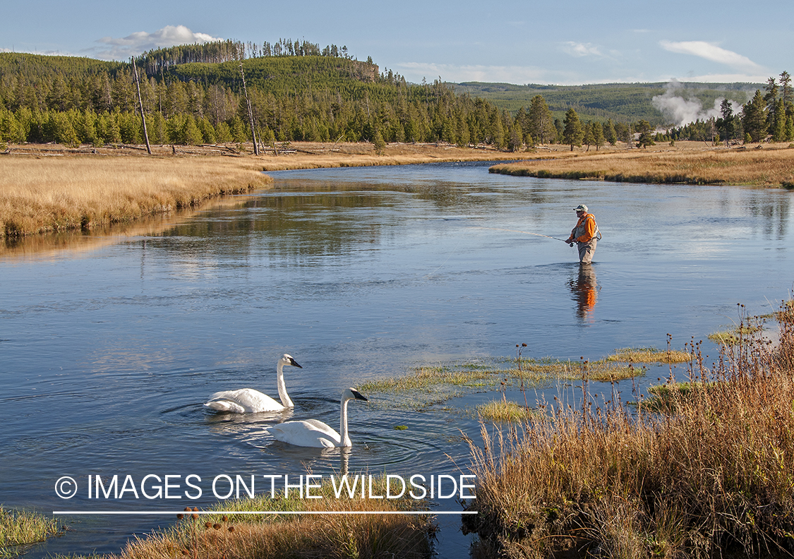 Flyfisherman on Firehole River in Yellowstone with swans.