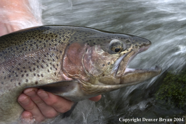 Close-up of Rainbow trout being released.