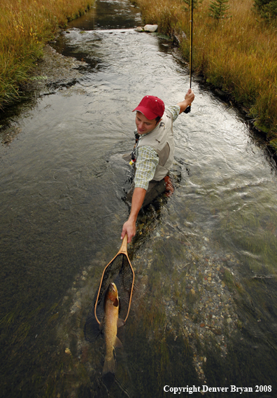 Flyfisherman Landing Cutthroat Trout