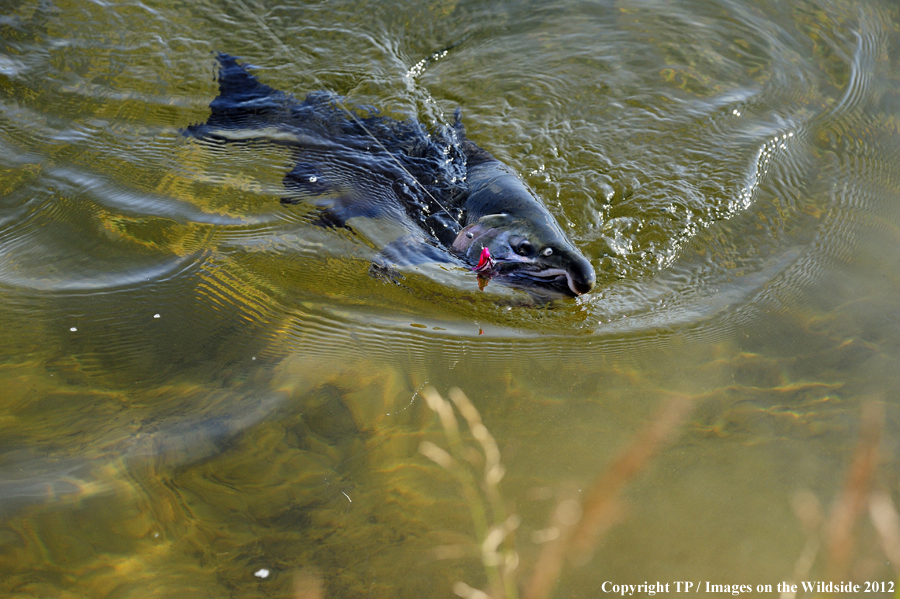 Hooked silver salmon. 