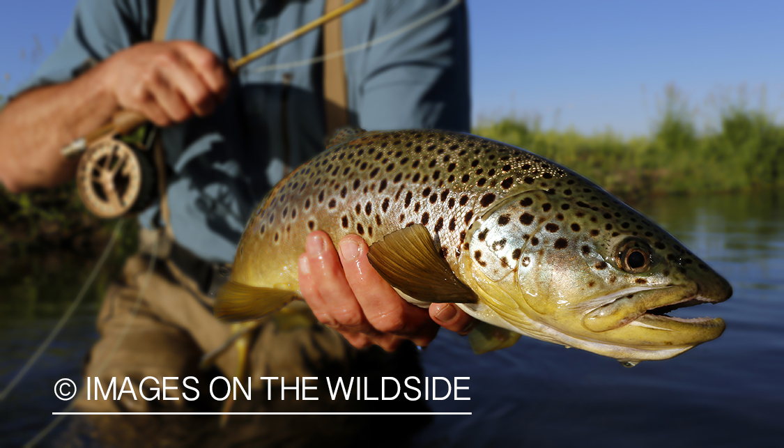 Flyfisherman with brown trout. 