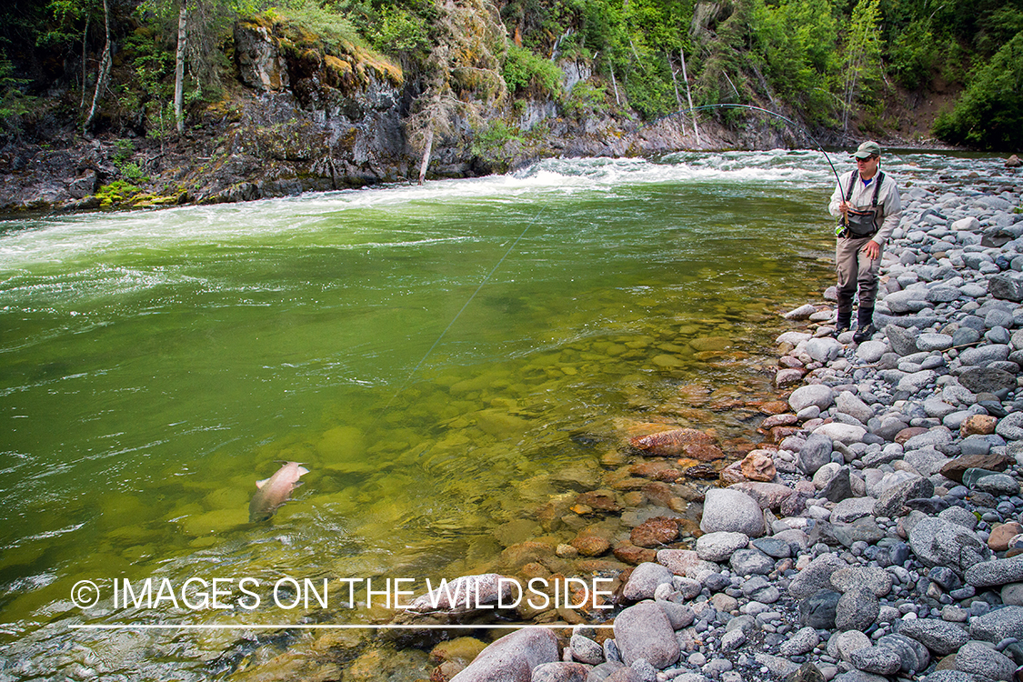 Flyfisherman fighting with salmon on Nakina River, British Columbia.