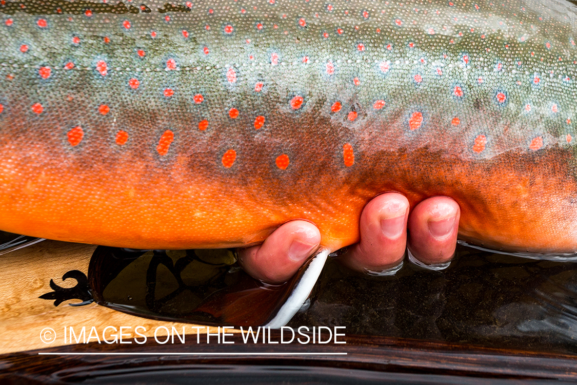 Dolly Varden. Nushagak River, Alaska.