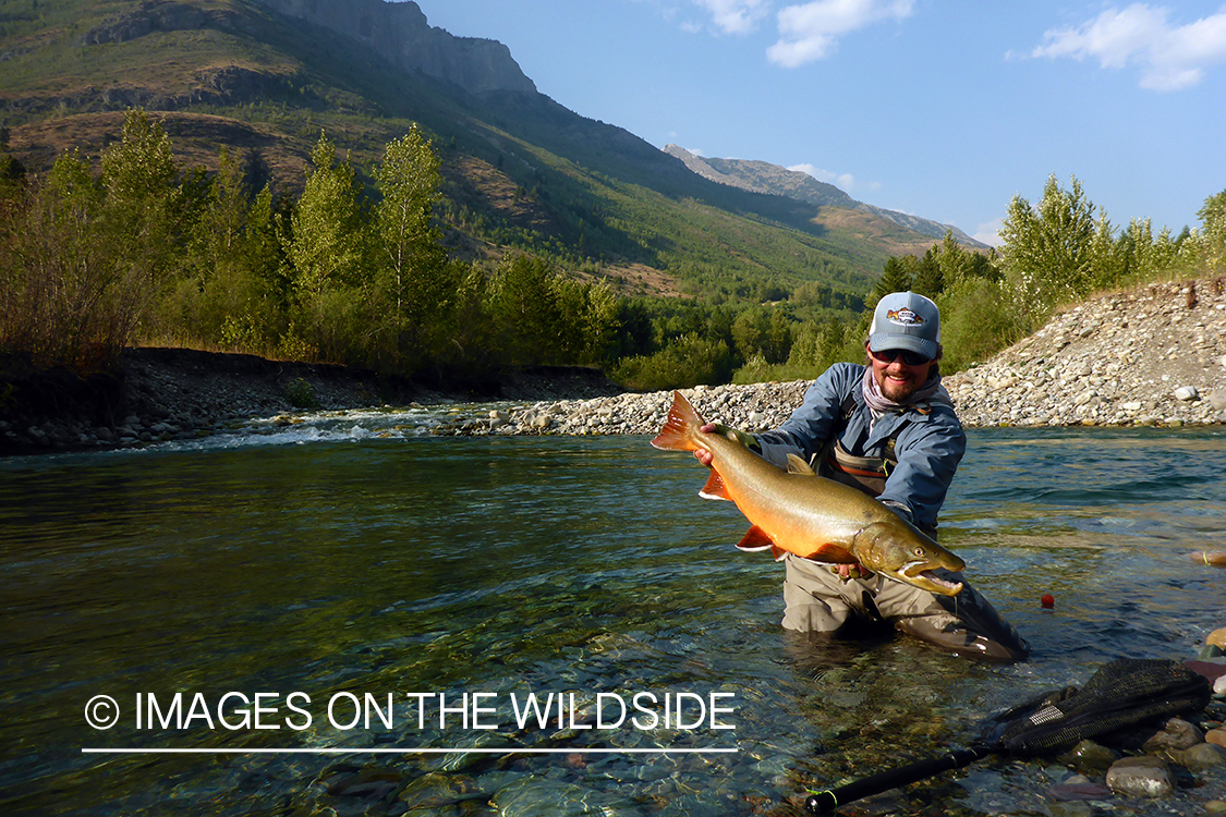 Flyfisherman releasing bull trout.