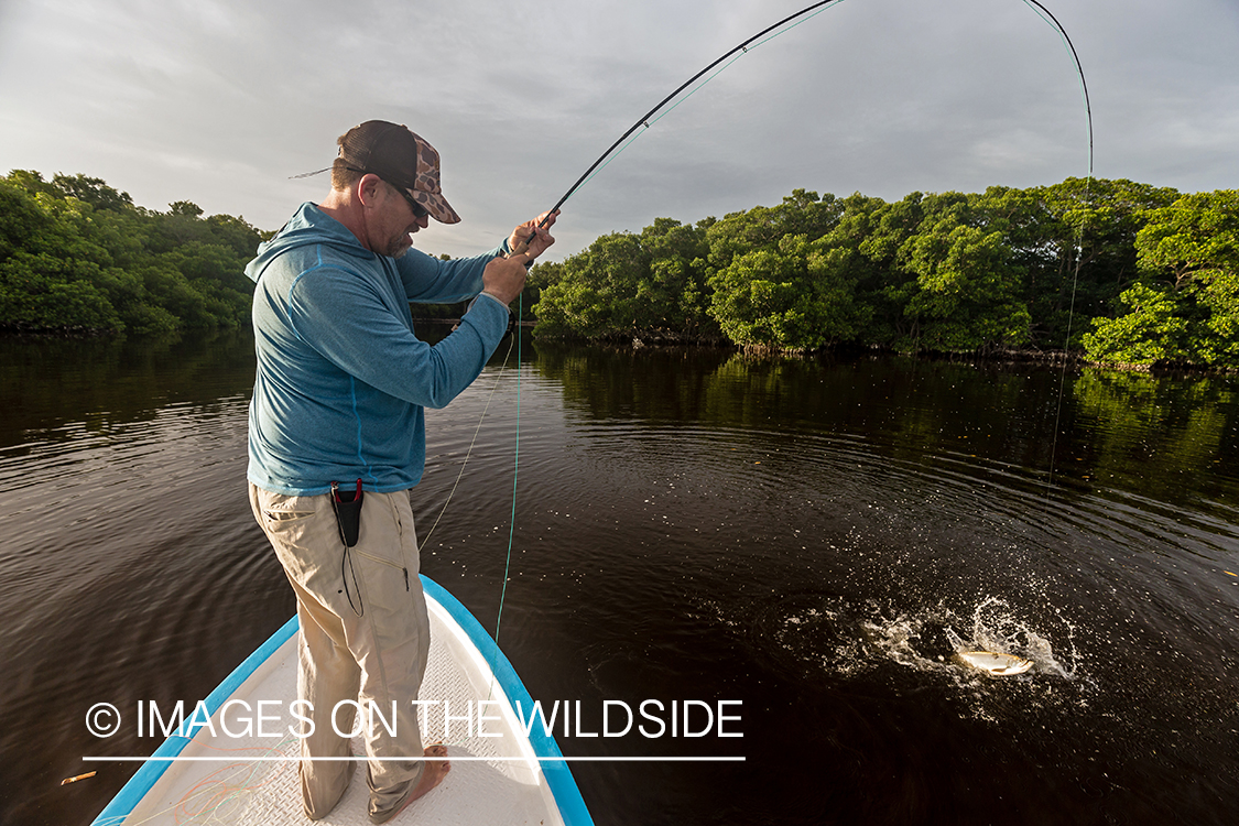 Flyfisherman landing tarpon.