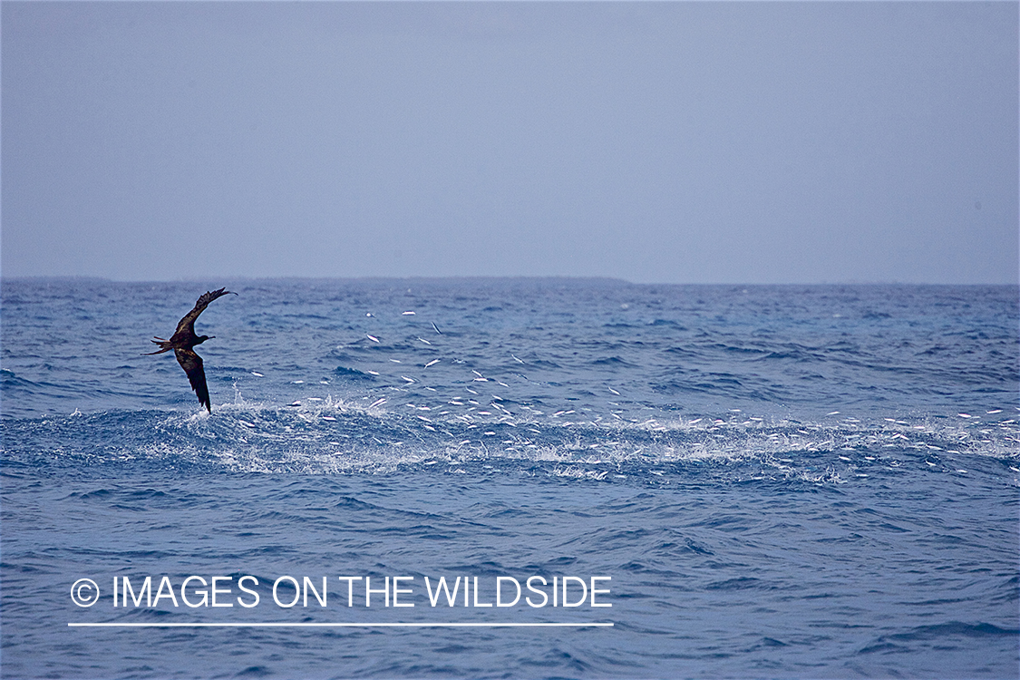 Frigate bird over bait ball.