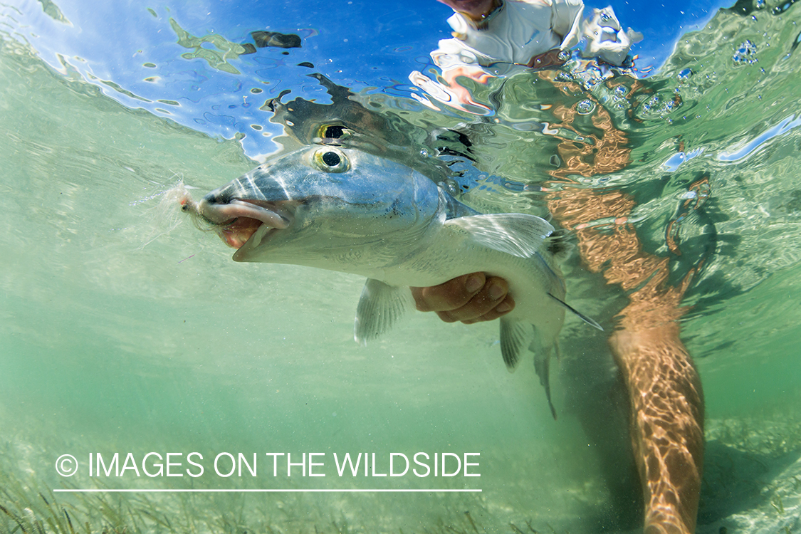 Flyfisherman releasing Bonefish.