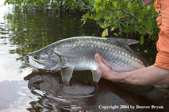 Flyfisherman releasing tarpon 