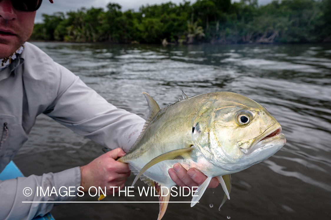 Flyfisherman with permit.