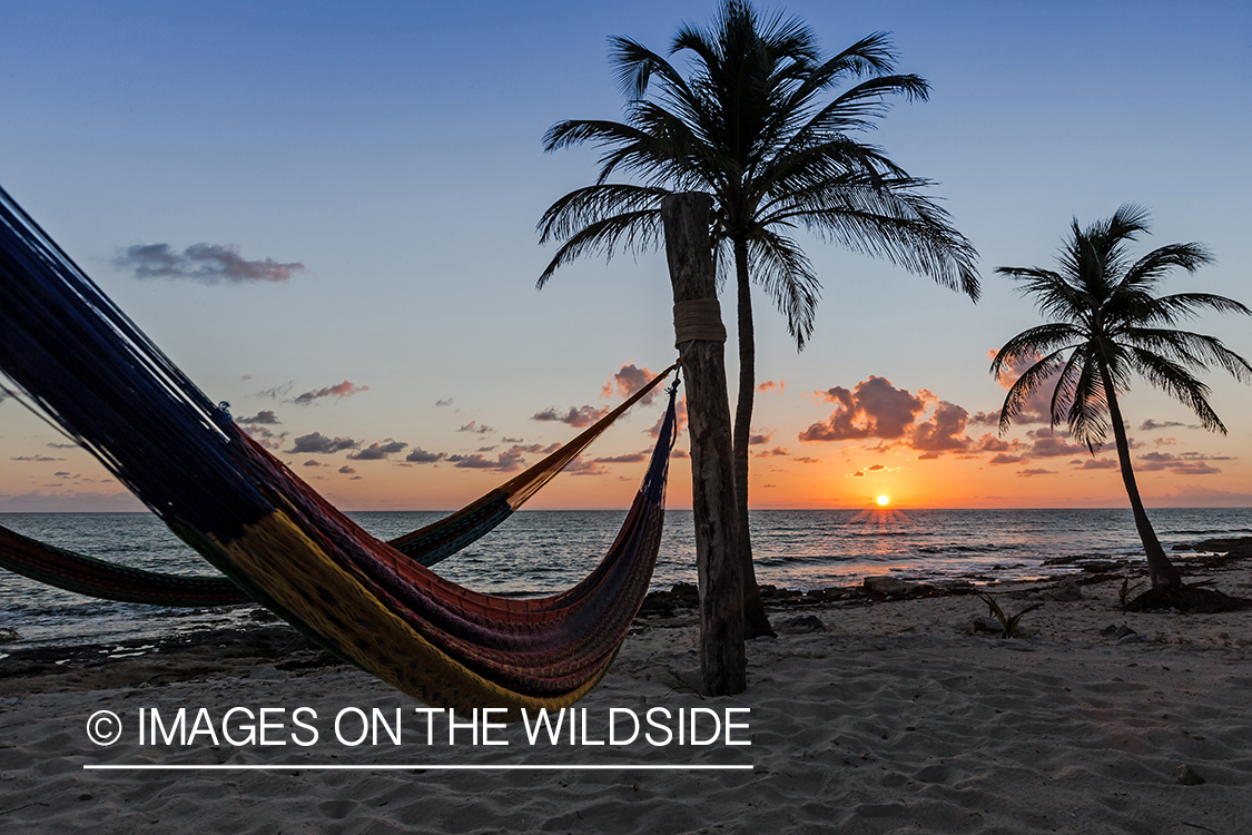 Hammocks on beach at sunset.