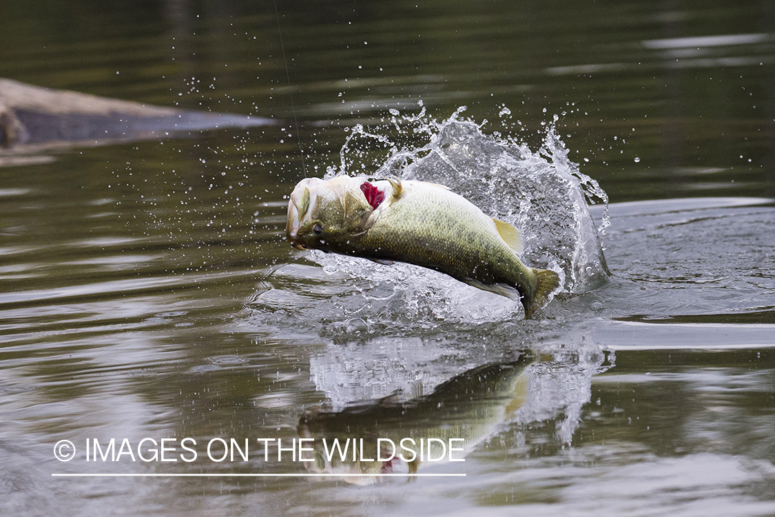 Largemouth Bass on line.