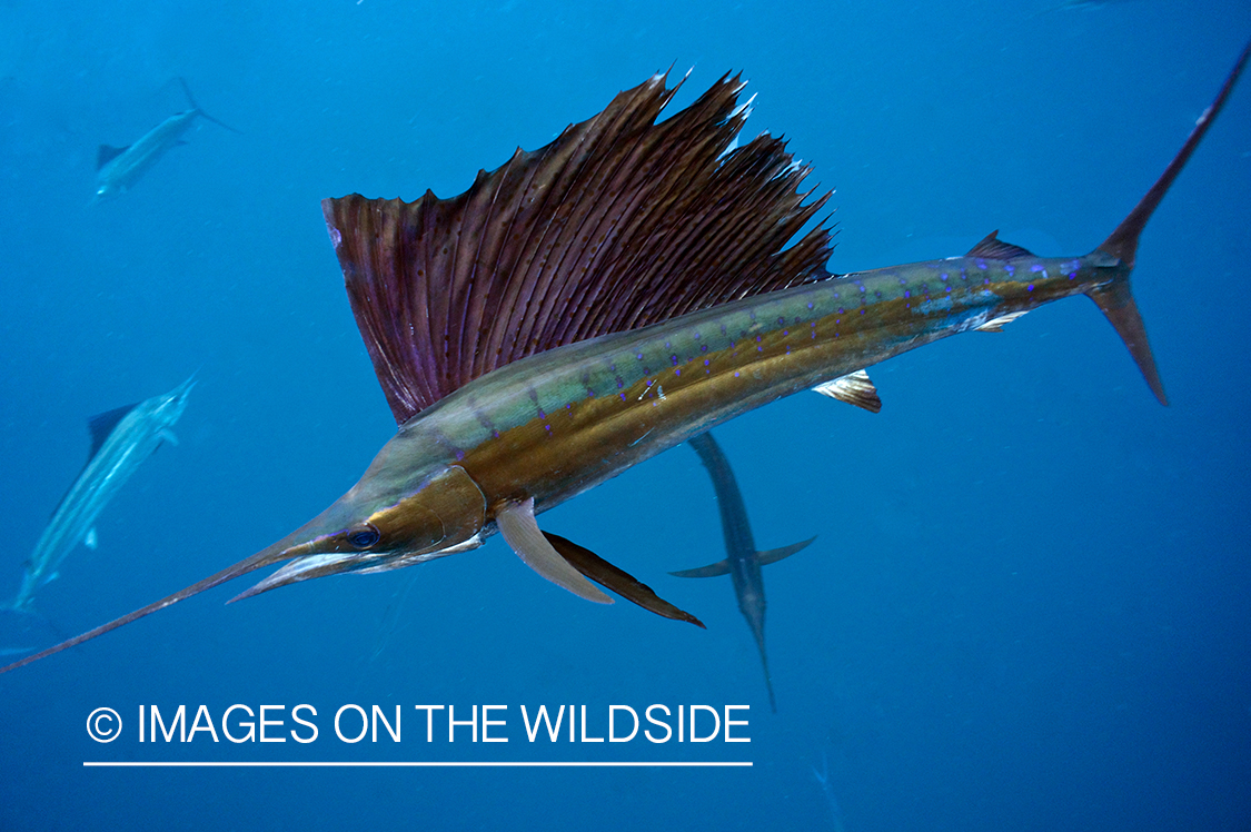 Atlantic sailfish in open ocean.