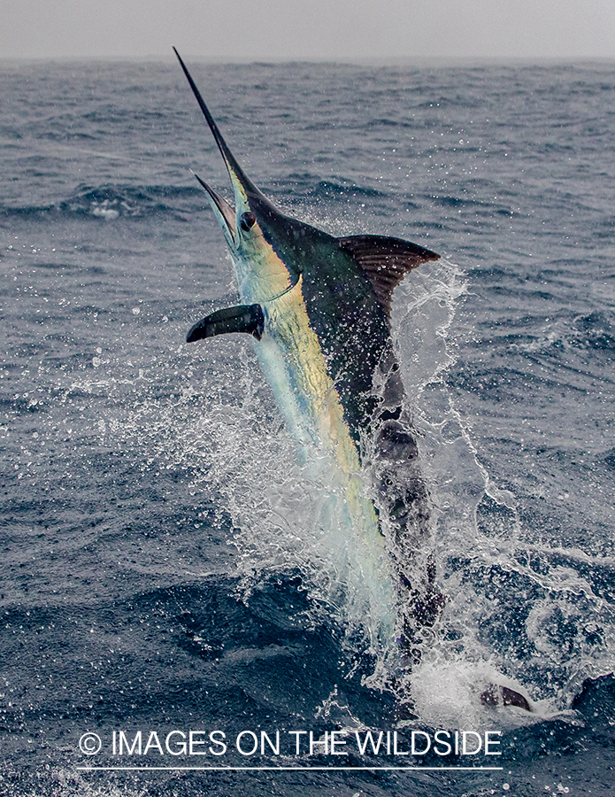 Marlin (blue) jumping.