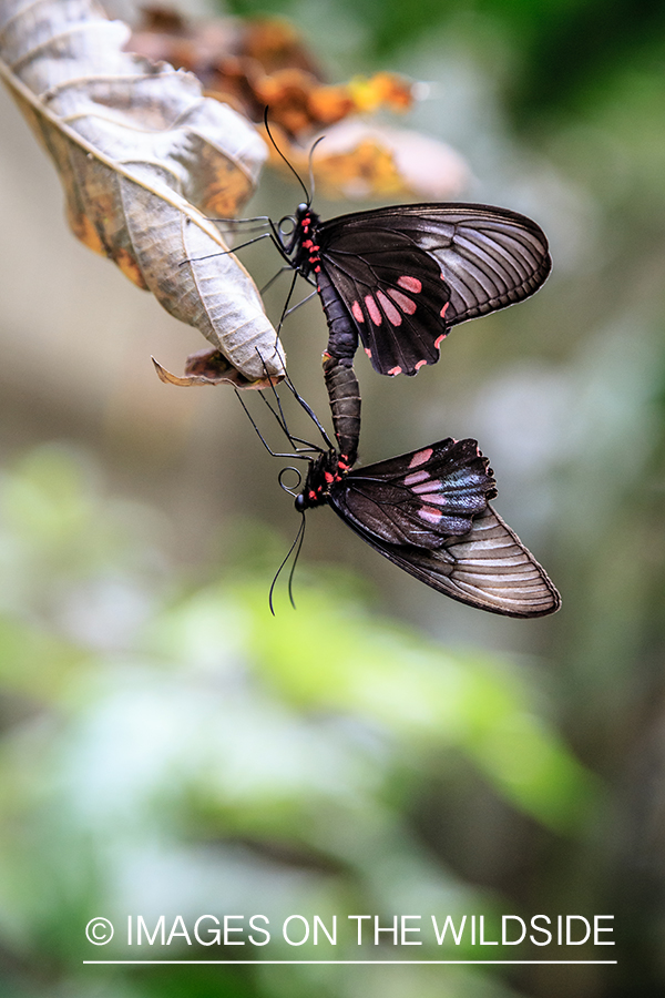 Flyfishing for Golden Dorado in Bolivia. (Butterflies)