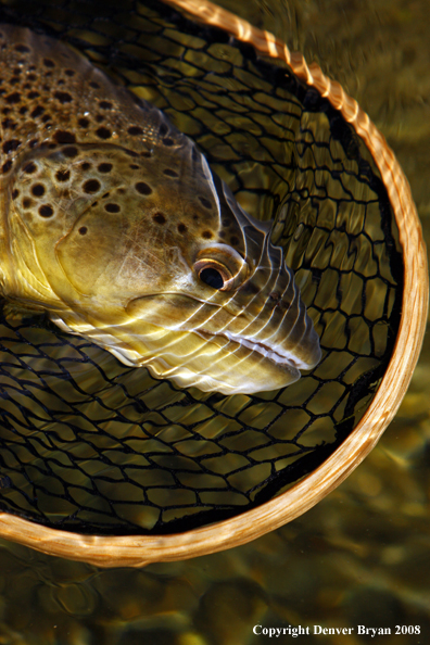 Brown Trout in habitat