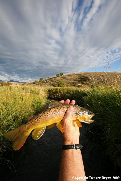 Flyfisherman with brown trout