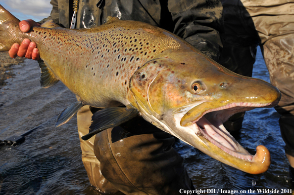 Flyfisherman with large brown trout. 