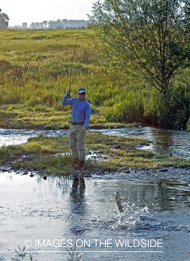 Fisherman fighting jumping brown trout.