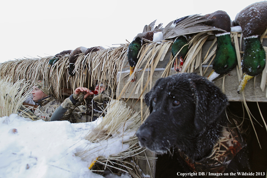 Waterfowl hunters in blind in field.