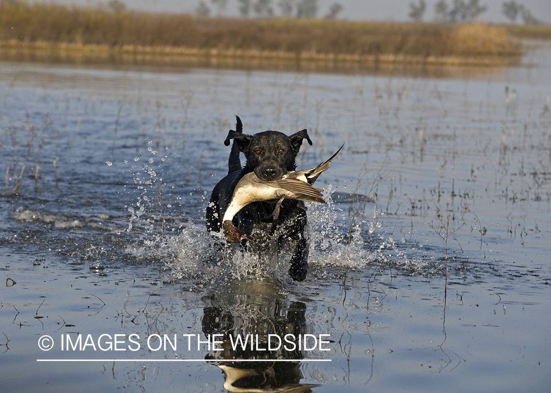 Black lab retrieving downed pintail.
