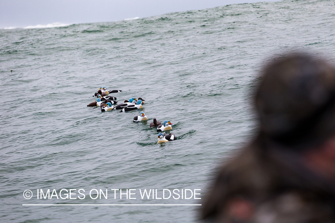 King Eider and Long-tailed duck hunting in Alaska, King Eider duck decoys on ocean.