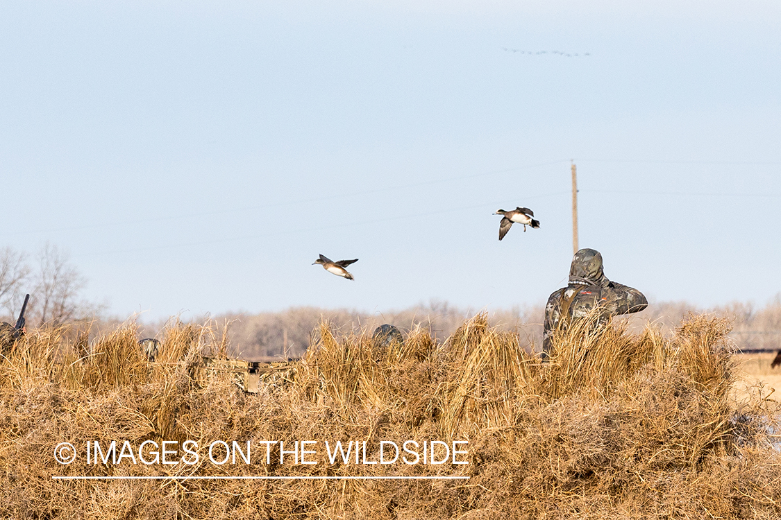 Waterfowl hunting