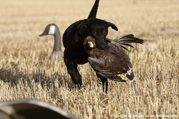 Labrador Retriever Hunting White-Fronted Goose