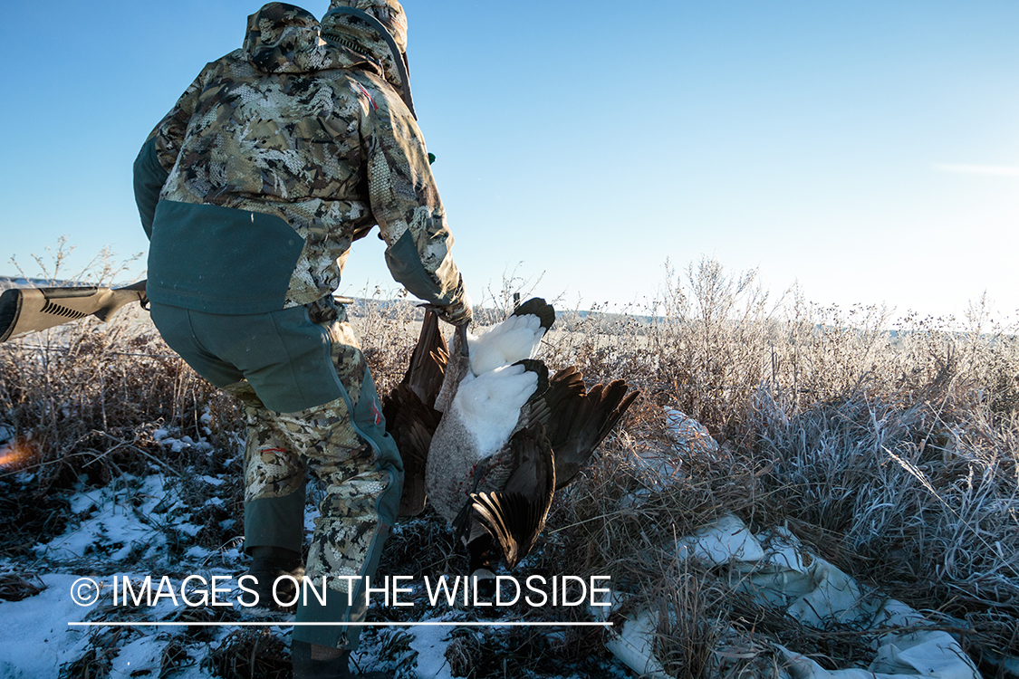 Hunter with bagged Canada goose.