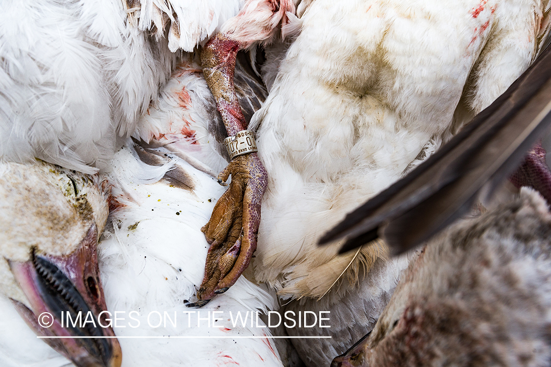 Band on leg of bagged goose. 