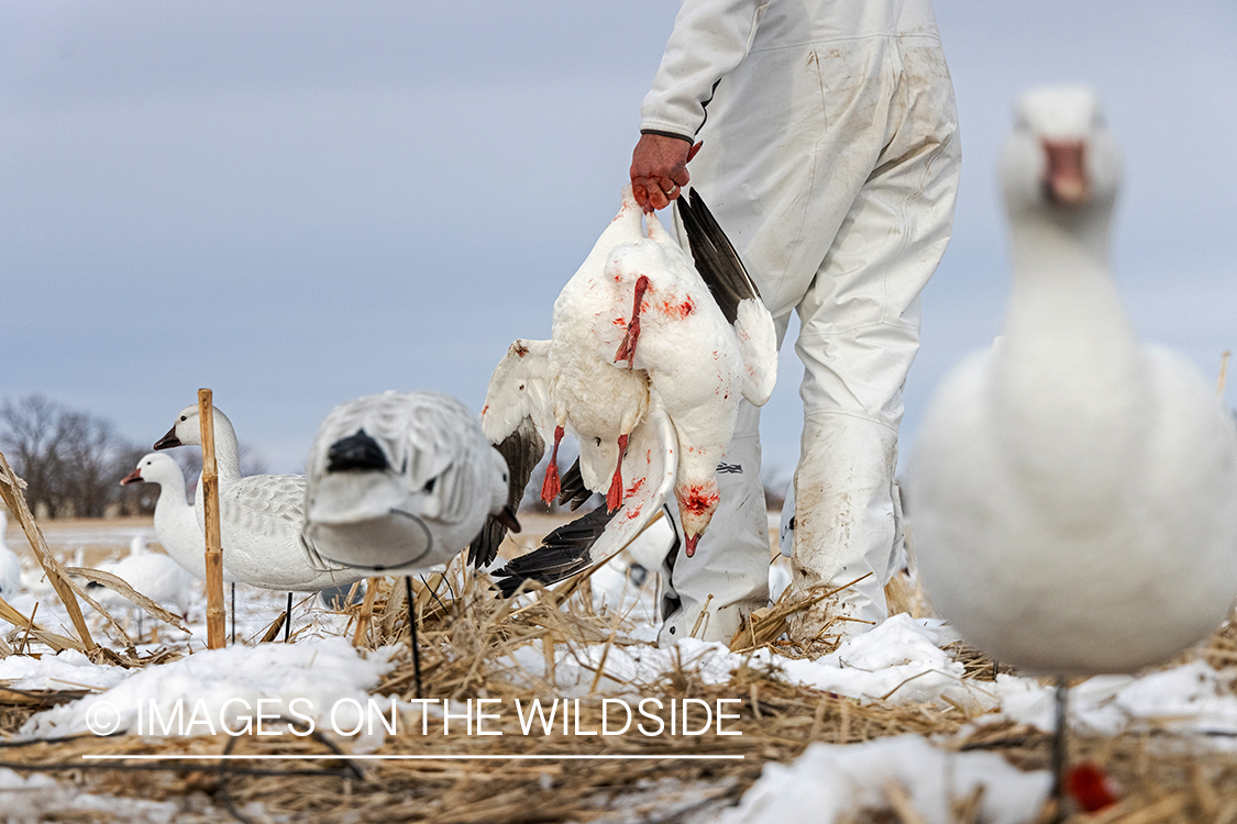 Hunter with bagged snow goose.