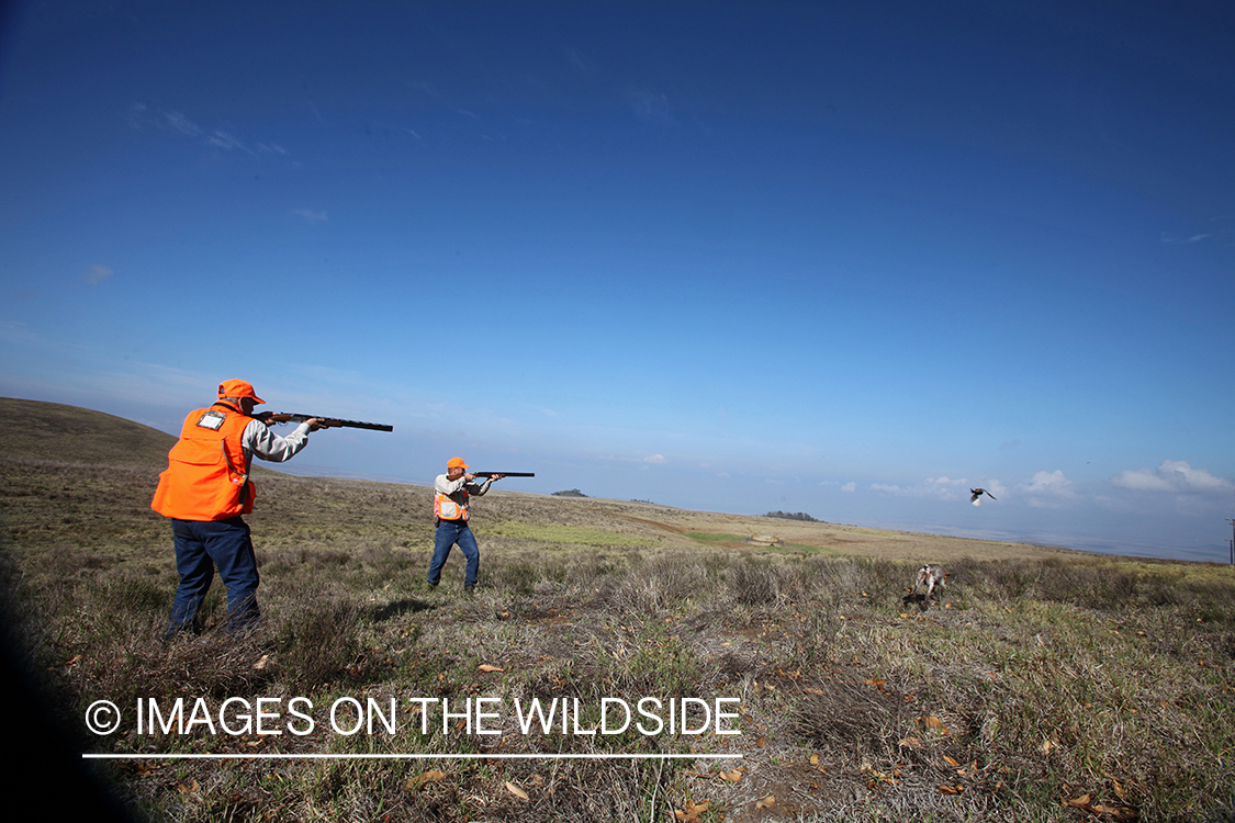 Upland game hunters shooting pheasant. 