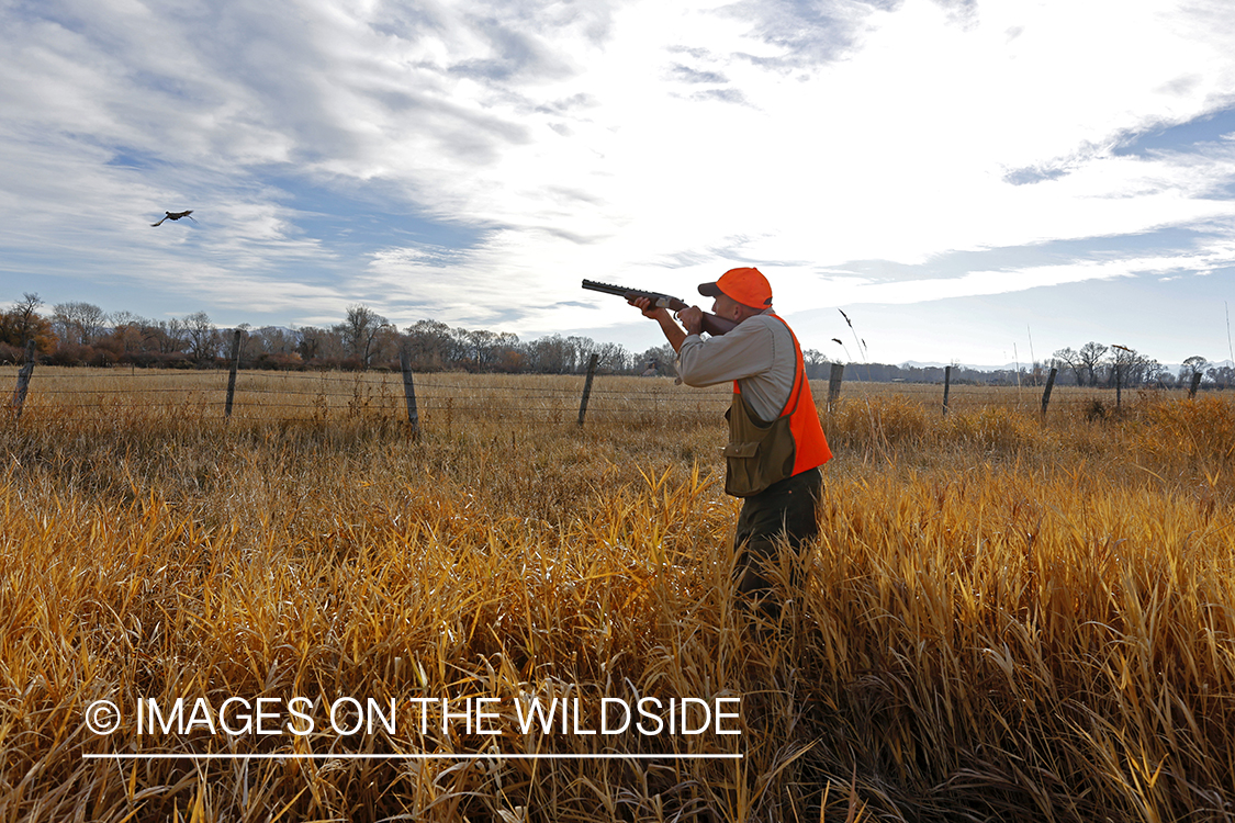 Pheasant hunter shooting at flushed game.