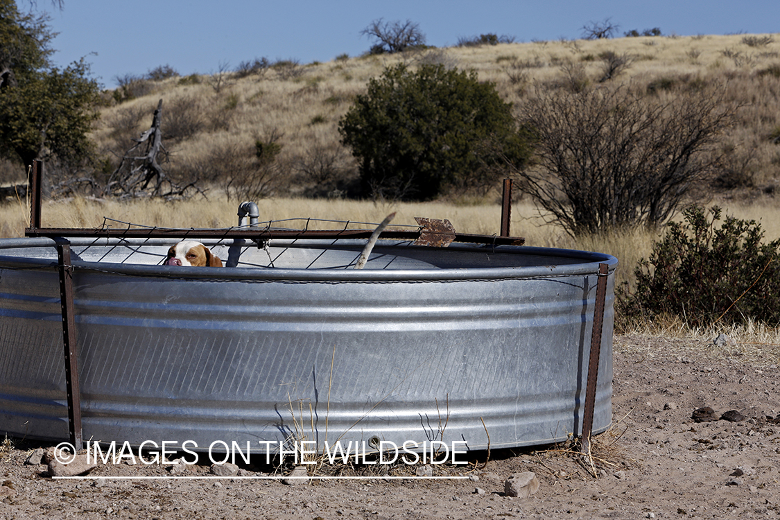 Dog cooling of in water trough.