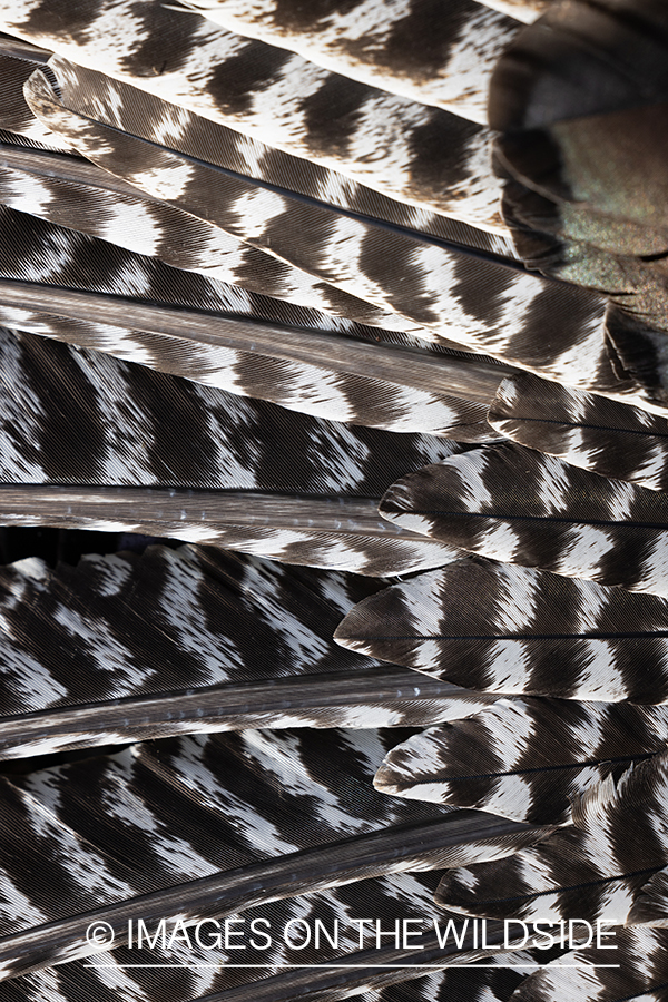 Close up of turkey feathers.