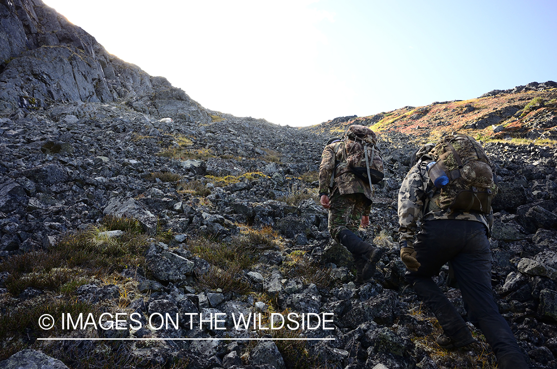 Stone sheep and Mountain goat hunting.