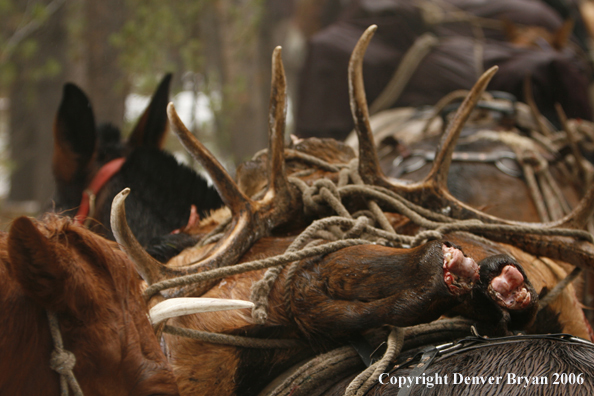 Bagged elk on horse packstring.  