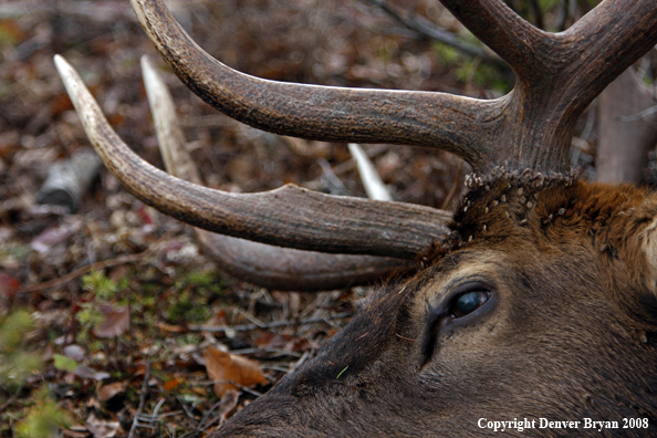 Fresh Bull Elk Kill