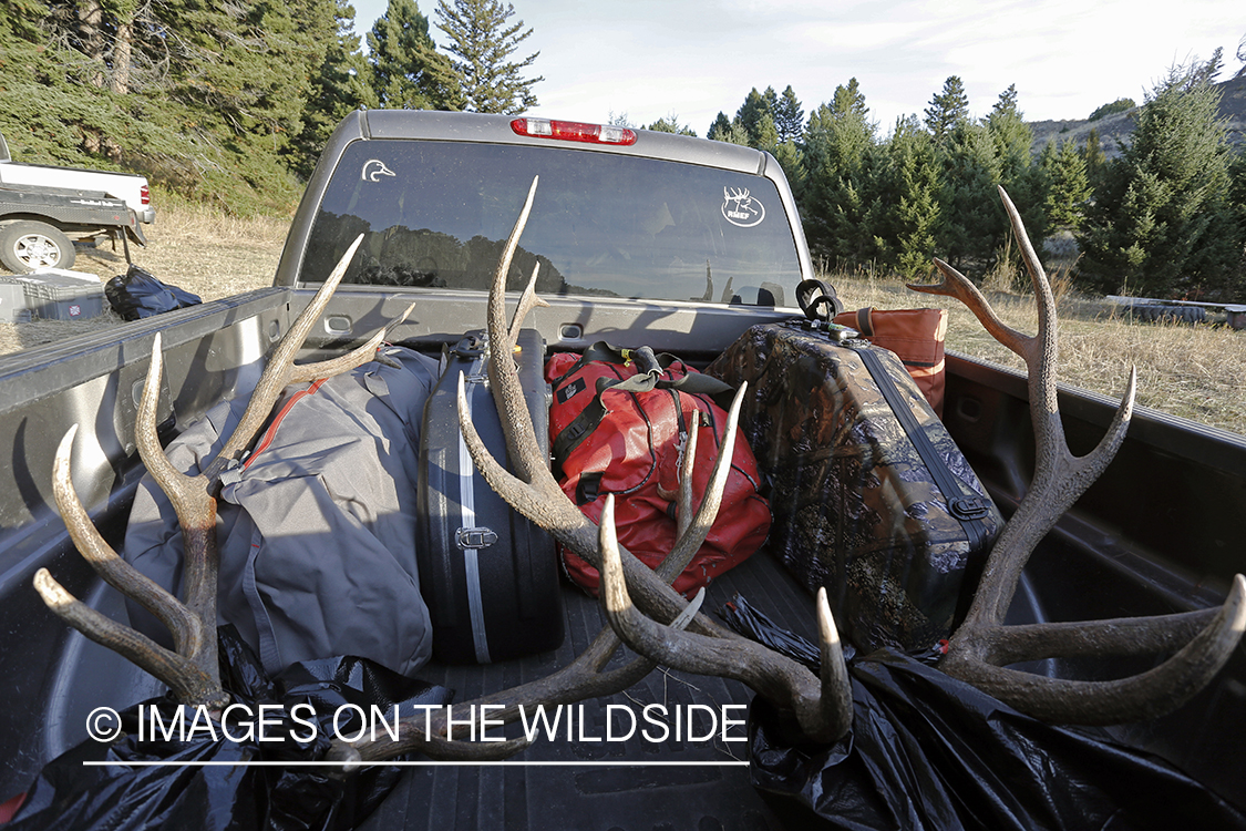 Bagged bull elk in bed of pickup.